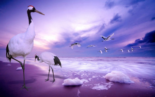Birds beach ocean sunset flying - top of a beach next free wallpaper