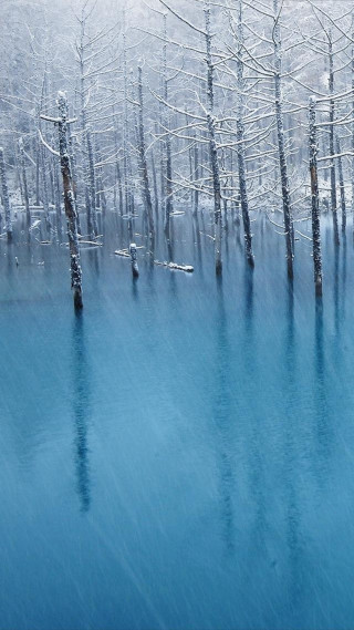Trees water snow reflection winter - a group of trees free wallpaper for mobile