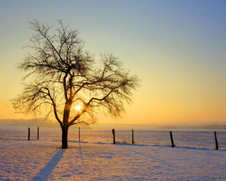 Tree snow sunset fence background - the sun setting behind free wallpaper