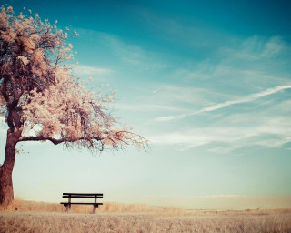 Bench under tree field sky - a lone tree in the foreground free wallpaper