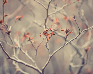 Tree small leaves no leaves - the fall free wallpaper