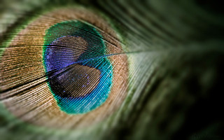 Peacock eye feathers blue closeup - anthony devas free wallpaper for desktop