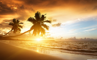 Tropical beach sunset palm trees 4 - a tropical beach free wallpaper