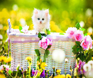 Kitten basket flowers garden blurry - white dot free wallpaper