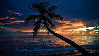 Palm tree silhouette sunset ocean - against a sunset over the ocean free wallpaper