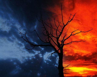 Leafless tree sunset sky clouds - sky free wallpaper for desktop