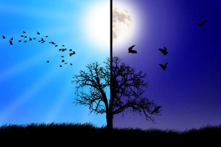 Full moon birds tree gothic - bird free wallpaper for desktop