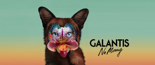 Dog flower nose galantis no - galaxy free wallpaper for desktop