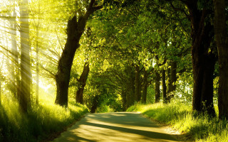 Sunlight forest path grass trees - the other side free wallpaper for desktop