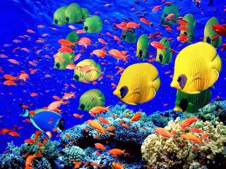 Fish swimming blue ocean corals - a blue ocean free wallpaper