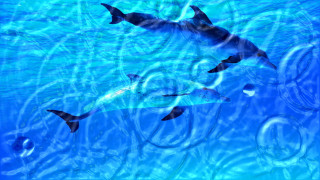 Dolphins swimming blue pool bubbles 2 - the water and a man free wallpaper