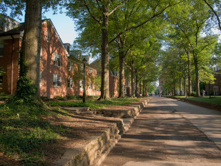 Tree lined brick buildings street - elizabeth charleston free wallpaper