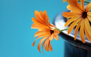 Flower vase blue background shallow - a still life free wallpaper