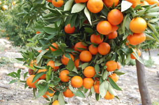 Oranges hanging from tree field - boetius adamsz bolswert free wallpaper for desktop