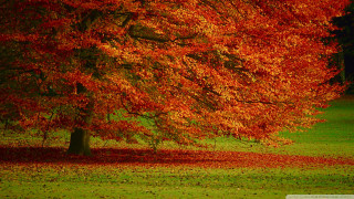 Tree red leaves park night - a bench in the foreground free wallpaper