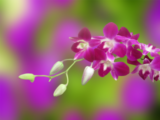 Purple flower leaves blurry background - photorealistic imagery free wallpaper