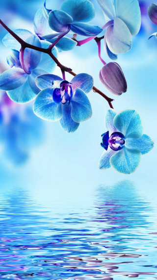 Blue flower purple white branch - cheng shifa free wallpaper for mobile