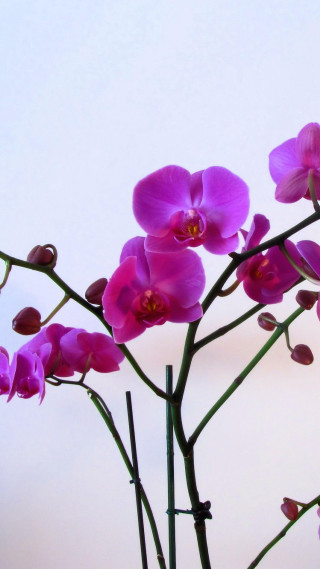 Vase purple flowers table wall - free flowers wallpaper for mobile