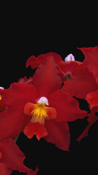 Red flowers macro rococo rich - boetius adamsz bolswert free wallpaper for mobile