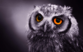 Owl orange eyes closeup black - orange eye free wallpaper