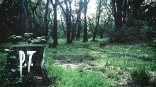 Forest trail sign stump night - a trail free wallpaper for desktop