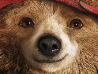 Brown bear red hat surprised - aloysius okelly free wallpaper