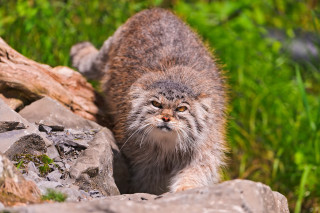 Cat walking rock grass log - clovis trouille free wallpaper for desktop