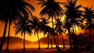 Sunset palm trees bench beach - a foggy sky free wallpaper