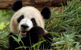 Panda bear sitting grass smiling 2 - a panda bear free wallpaper