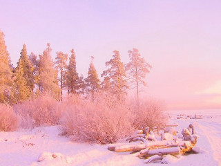 Snow covered field trees bench - soft free wallpaper