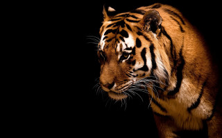Tiger walking dark alone head - alone free wallpaper