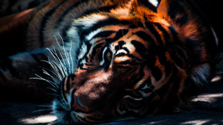 Tiger laying closed eyes head - a tiger free wallpaper for desktop