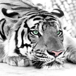 White tiger green eyes fence - free animals wallpaper for tablet