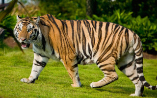 Tiger walking lush green field 2 - a lush green field of grass next free wallpaper for desktop