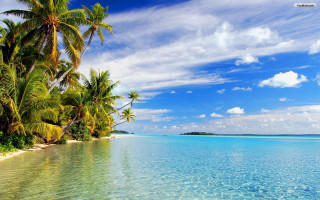 Tropical beach palm trees clear 12 - clear water free wallpaper