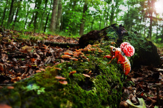 Mushroom mossy log woods sunlight - the tree behind free wallpaper