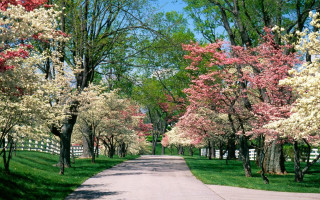 Road trees flowers white fence - free spring wallpaper