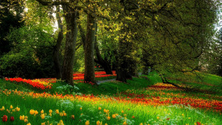 Field flowers trees forest path - a field of flowers and trees free wallpaper