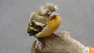 Small bird mohawk rock yellow - beak free wallpaper