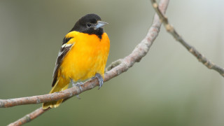 Small yellow bird perched tree - a blurry background of branches free wallpaper