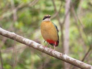 Bird branch tree sky background - the sky and trees free wallpaper