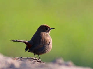 Small bird rock sun blurry - a blurry background of grass free wallpaper