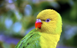 Yellow green bird red beak 2 - a red beak free wallpaper