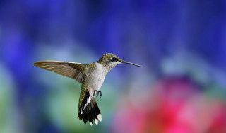 Hummingbird flying wings spread blurry - a hummingbird free wallpaper