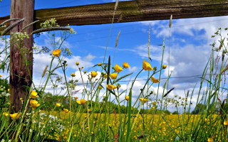 Yellow flowers wooden fence blue - a wooden fence free wallpaper