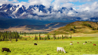 Cattle grazing mountains green field - arkhip kuindzhi free wallpaper
