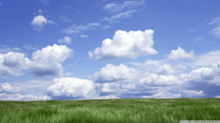 Green grass blue sky horse - sky free wallpaper for desktop