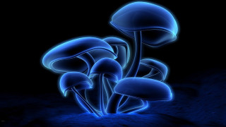 Blue mushrooms dark black background - bioluminescence free wallpaper