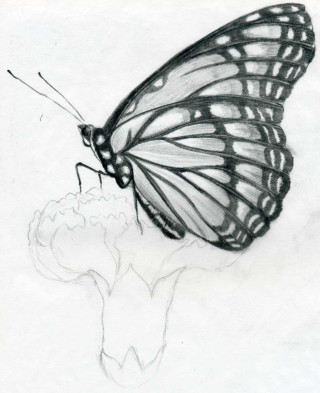 Butterfly flower stem drawing wings - simple form free wallpaper for mobile