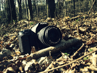 Camera woods leaves log ground - digital photography free wallpaper for desktop